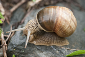 Escargot de Bourgogne © C. Balais - Parc national de la Vanoise