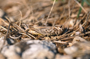 Criquet mélodieux, Oedipode bimouchetée © J. Blanchemain - Parc national de la Vanoise