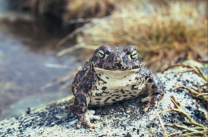 Crapaud calamite © S. Lemmet - Parc national de la Vanoise