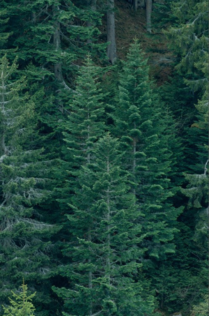 Sapin pectiné, Sapin à feuilles d'If © P. Benoît - Parc national de la Vanoise