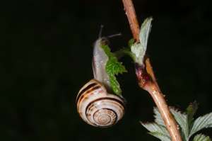 Escargot des forêts © J. Blanchemain - Parc national de la Vanoise