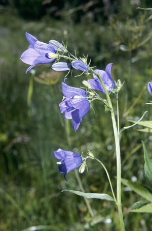 Campanule rhomboidale, Campanule à feuilles en losange © F. Storck - Parc national de la Vanoise