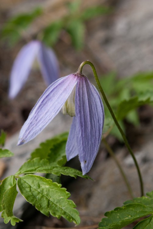 Clematite des Alpes, Atragène des Alpes © C. Balais - Parc national de la Vanoise