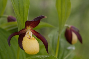 Sabot de Vénus, Pantoufle-de-Notre-Dame © M. Herrmann - Parc national de la Vanoise