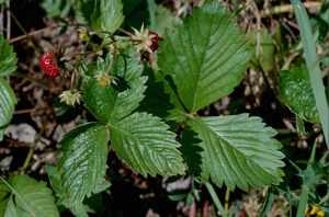 Fraisier sauvage, Fraisier des bois © C. Gotti - Parc national de la Vanoise