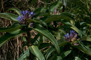 Gentiane croisette © C. Balais - Parc national de la Vanoise