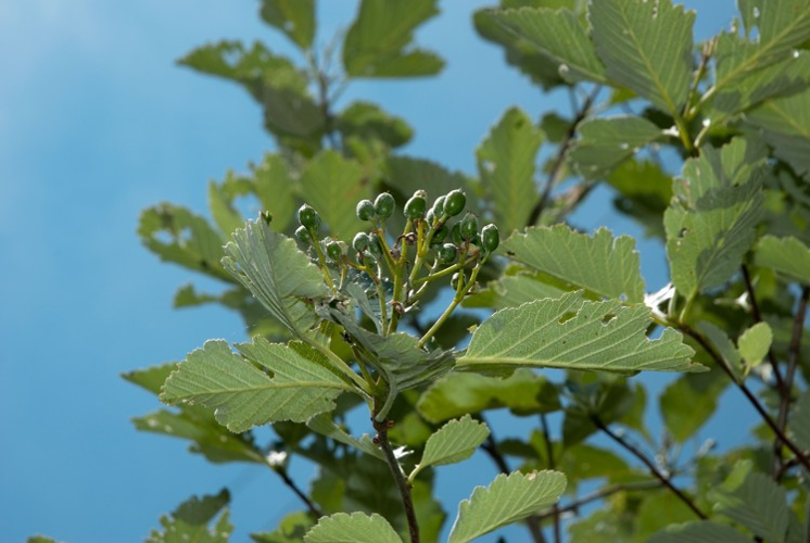 Alisier de Mougeot, Sorbier de Mougeot &copy; N. Tissot - Parc national de la Vanoise