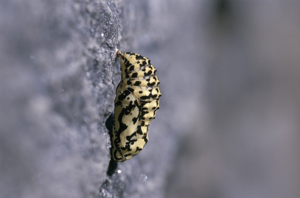 Mélitée orangée (La), Damier orangé (Le), Diane (La) © J. Blanchemain - Parc national de la Vanoise