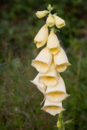 Digitale à grandes fleurs © C. Balais - Parc national de la Vanoise