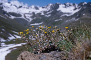 Potentille blanc de neige © G. Caratti - Parc national de la Vanoise