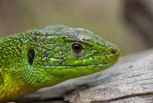 Lézard à deux raies © R. Jordana - Parc national de la Vanoise