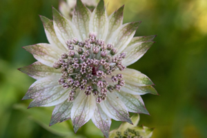 Grande Astrance, Grande Radiaire © C. Balais - Parc national de la Vanoise