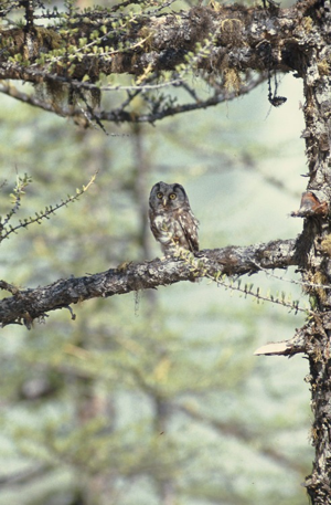 Nyctale de Tengmalm, Chouette de Tengmalm © D. Jalabert - Parc national de la Vanoise