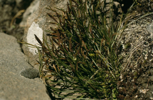Doradille du Nord, Doradille septentrionale © M-G. Bourgeois - Parc national de la Vanoise
