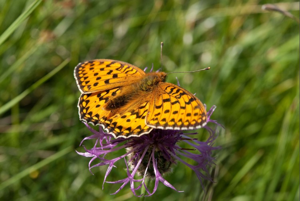 Chiffre (Le) © C. Balais - Parc national de la Vanoise