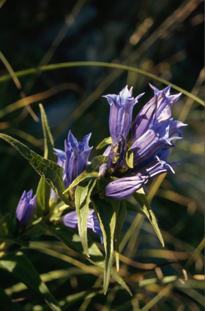 Gentiane asclépiade, Gentiane à feuilles d'Asclépiade © S. Mêlé - Parc national de la Vanoise