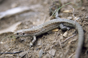 Lézard vivipare © F. Storck - Parc national de la Vanoise
