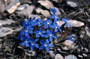 Gentiane à feuilles orbiculaires © C. Balais - Parc national de la Vanoise