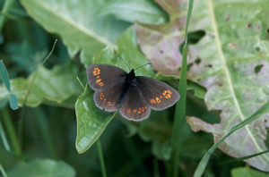 Moiré lancéolé (Le), Satyre Céto (Le) © J. Blanchemain - Parc national de la Vanoise