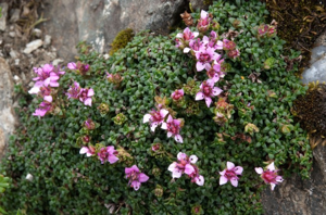 Saxifrage tronquée, Saxifrage à feuilles rétuses, Saxifrage valdôtaine © S. Mêlé - Parc national de la Vanoise