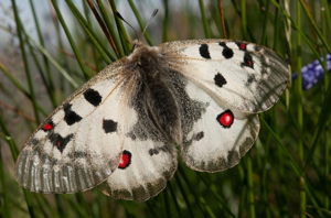 Petit apollon © S. Mêlé - Parc national de la Vanoise