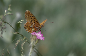 Grand collier argenté (Le), Nacré sagitté (Le) © J. Blanchemain - Parc national de la Vanoise