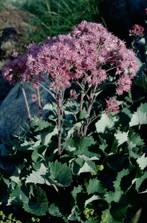 Adenostyle à fleurs blanches, Adénostyle à feuilles blanches © L. Bantin - Parc national de la Vanoise