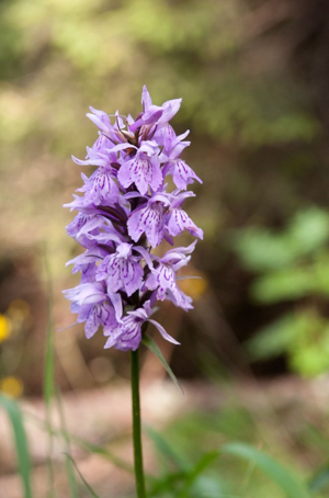 Orchis de Fuchs, Orchis tacheté des bois, Orchis de Meyer, Orchis des bois © C. Balais - Parc national de la Vanoise