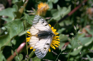 Semi-Apollon (Le) © J. Blanchemain - Parc national de la Vanoise