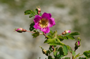 Rosier des Alpes © M. Herrmann - Parc national de la Vanoise