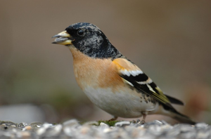 Pinson du nord, Pinson des Ardennes © M. Herrmann - Parc national de la Vanoise