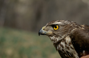 Autour des palombes © M. Mollard - Parc national de la Vanoise
