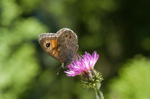 Némusien (Le), Ariane (L'), Némutien (Le), Satyre (Le) © M. Herrmann - Parc national de la Vanoise