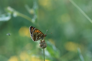 Mélitée noirâtre (La), Damier noir (Le), Argynne dictynne (L') © J. Blanchemain - Parc national de la Vanoise