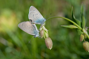 Azuré des Anthyllides (L'), Demi-Argus (Le), Argus violet (L') © C. Balais - Parc national de la Vanoise