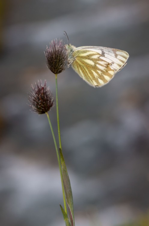 Piéride du Vélar (La), Veiné-de-vert (Le), Piéride callidice (La), Piéride preste (La) © N. Ambec - Parc national de la Vanoise