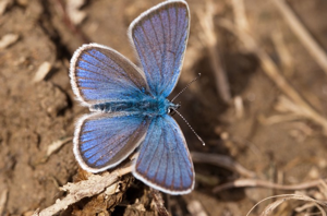 Azuré de la Bugrane (L'), Argus bleu (L'), Azuré d'Icare (L'), Icare (L'), Lycène Icare (Le), Argus Icare (L') © J. Blanchemain - Parc national de la Vanoise