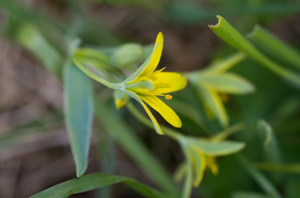 Gagée jaune, Gagée des bois, Étoile jaune, Ornithogale jaune © C. Gotti - Parc national de la Vanoise