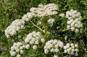Pleurosperme d'Autriche © V. Augé - Parc national de la Vanoise