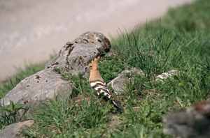 Huppe fasciée © C. Balais - Parc national de la Vanoise