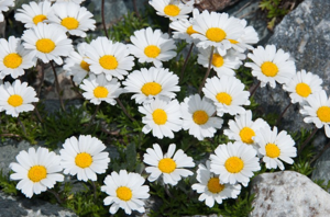 Marguerite des Alpes, Leucanthémopsis des Alpes © F. Storck - Parc national de la Vanoise