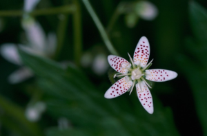 Saxifrage à feuilles rondes © L. Imberdis - Parc national de la Vanoise