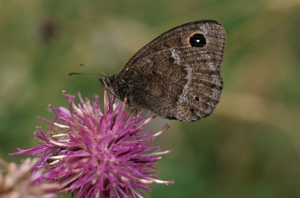 Grande Coronide (La), Pupillé (Le), Semi-Actéon (Le) © C. Balais - Parc national de la Vanoise