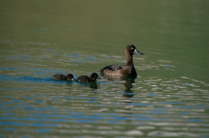 Fuligule morillon © C. Ferrier - Parc national de la Vanoise