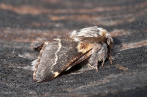 Bombyx du Peuplier (Le) © J. Blanchemain - Parc national de la Vanoise