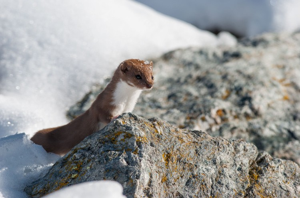 Belette d'Europe © S. Mêlé - Parc national de la Vanoise