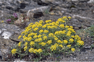 Allysson alpestre, Passerage des Alpes © C. Denise - Parc national de la Vanoise