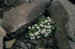 Androsace pubescente © M. Mollard - Parc national de la Vanoise
