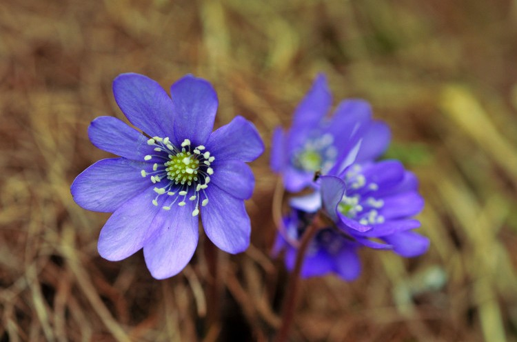 Hépatique à trois lobes &copy; M. Herrmann - Parc national de la Vanoise