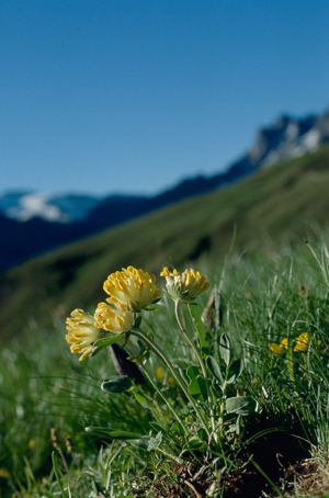 Anthyllide vulnéraire, Trèfle des sables © J. Perrier - Parc national de la Vanoise